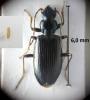 Bembidion fasciolatum